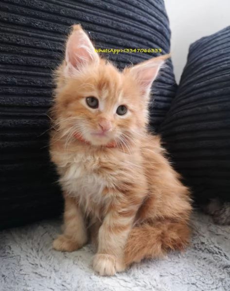 cuccioli della razza maine coon | Foto 2