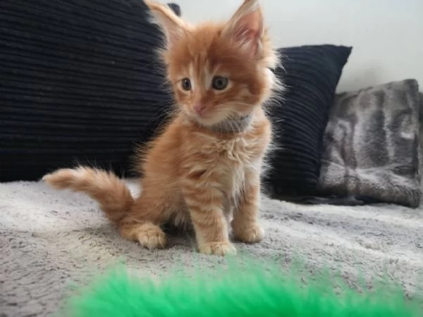 cuccioli della razza maine coon | Foto 0