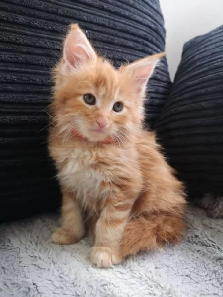 cuccioli della razza maine coon