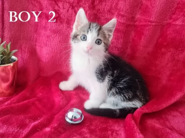 norvegese delle foreste | Foto 3