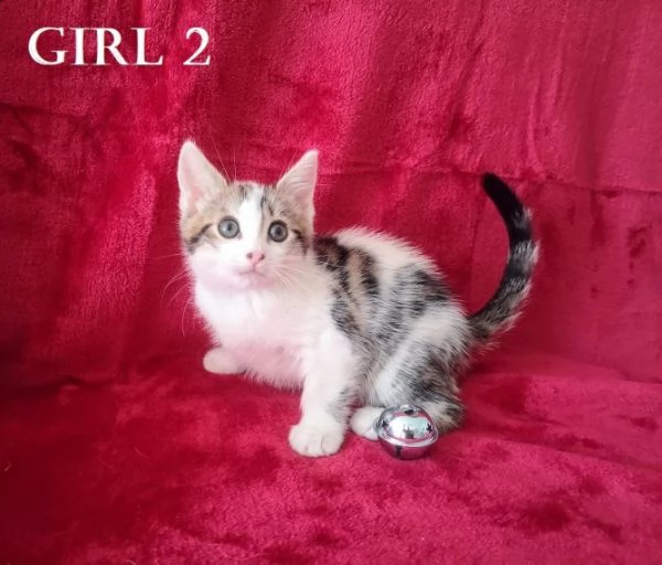 norvegese delle foreste | Foto 2