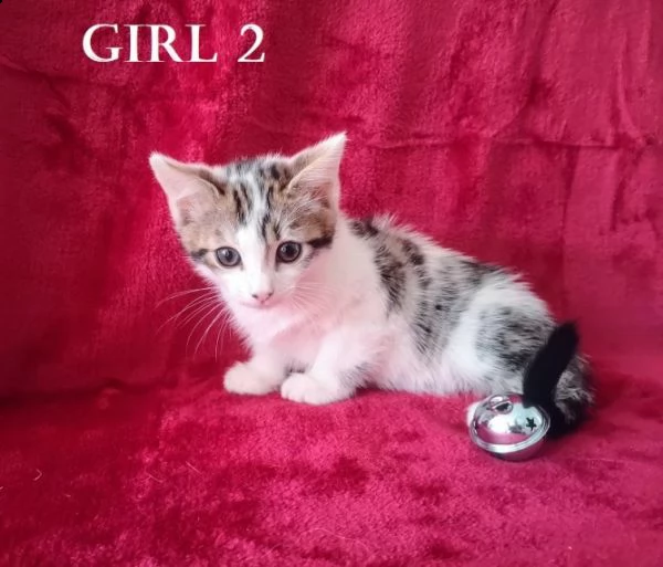 norvegese delle foreste | Foto 1