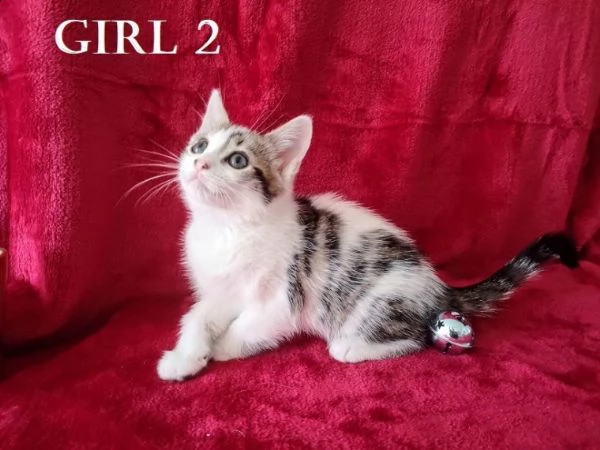 norvegese delle foreste | Foto 0