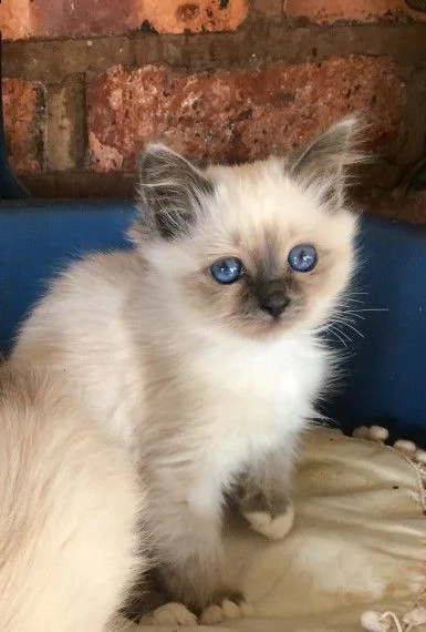 cucciolo sacro di birmania di 3 mesi | Foto 1