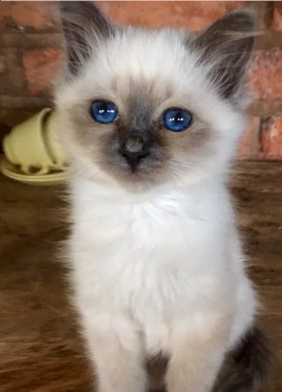 cucciolo sacro di birmania di 3 mesi | Foto 0