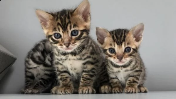 bengala ultimi gattini | Foto 1