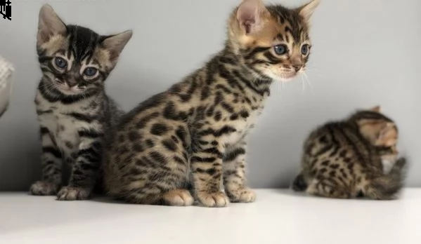 bengala ultimi gattini | Foto 0