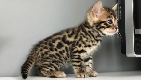 bengala ultimi gattini