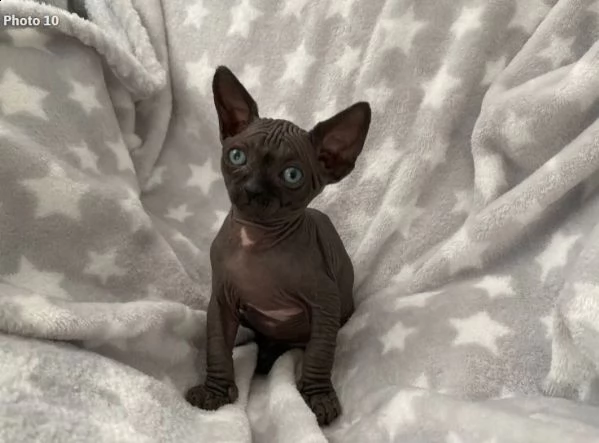sphynx di razza gattini disponibili | Foto 0