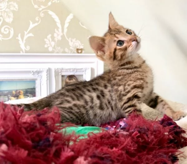 maschi e femmine di bengala | Foto 1