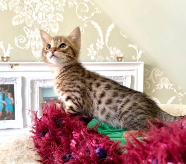 maschi e femmine di bengala