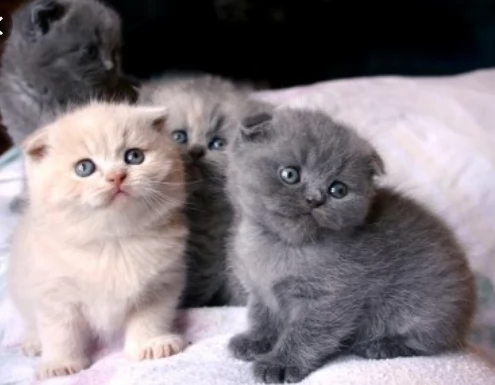 offro in regalo british shorthair gattini con pedigree . cuccioli di  british shorthair siamo urgent