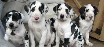 offro in adozione cucciolata di allano prestigiosa e favolosi cucciolato e cucciolata di alano , fav