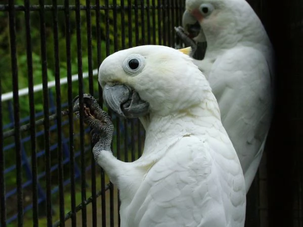 pappagalli di cacatua i ucelli di pappagalli sono disponibili per l'adozione, con tutte le vaccinazi