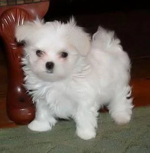 cuccioli di maltese !#!#!