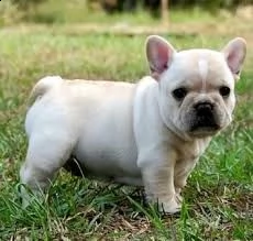 adotta i cuccioli bulldog francese da noi. simpatici adorabili cuccioli maschi e femmine ben addestr