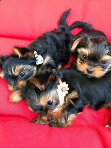 offro in adozione cucciolata di micro york shires toy cuccioli prestigiosa e favolosi cucciolato e c