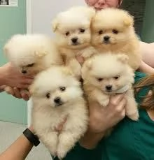 cuccioli pomerania adorabili cuccioli e carino maschi e femmine. i nostri cuccioli sono 3 mesi di et