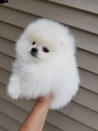 cuccioli di pomerania (gratuito) abbiamo cuccioli di pomerania disponibile versione maschile e femmi