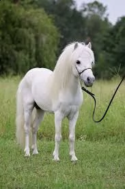 r!e!g!a!l!o! cavallo shetland pony