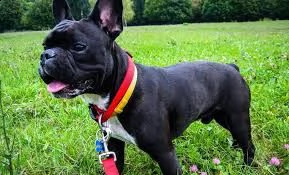 bull dog francese cuccioli belli e simpatici. maschio e femmina pronti per una casa affettuosa. per 