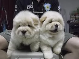  offro in adozione cucciolo regalo chow chow cuccioli disponibile per l'adozione adorabili cuccioli  | Foto 0