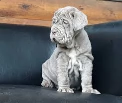  offro in regalo mastino napoletano cuccioli con pedigree . cuccioli di mastino napoletano siamo urg