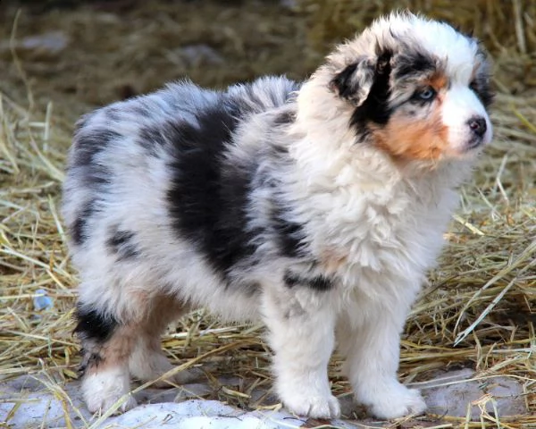 australian shepherd cuccioli belli e simpatici. maschio e femmina pronti per una casa affettuosa. pe