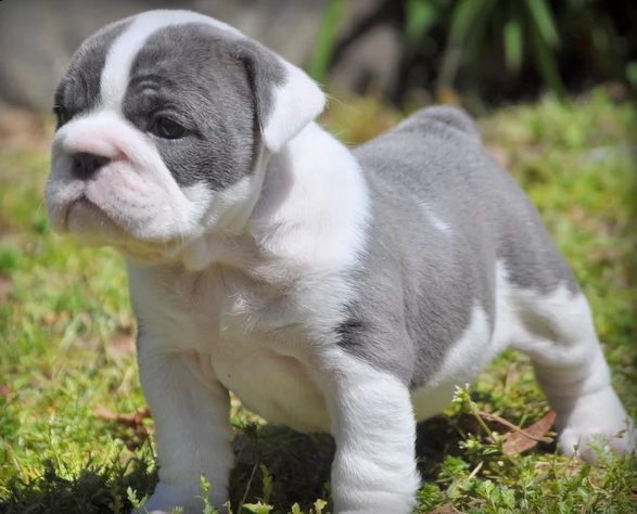 bulldog inglesse cuccioli belli e simpatici. maschio e femmina pronti per una casa affettuosa. per l
