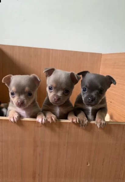 regalo cuccioli di chihuahua mini toy
