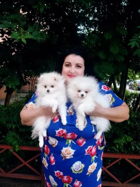 disponibile bellissimo cucciolo volpini pomerania | Foto 6