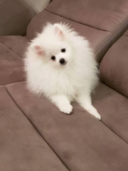 disponibile bellissimo cucciolo volpini pomerania | Foto 5