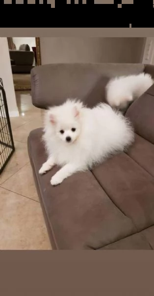 disponibile bellissimo cucciolo volpini pomerania | Foto 4