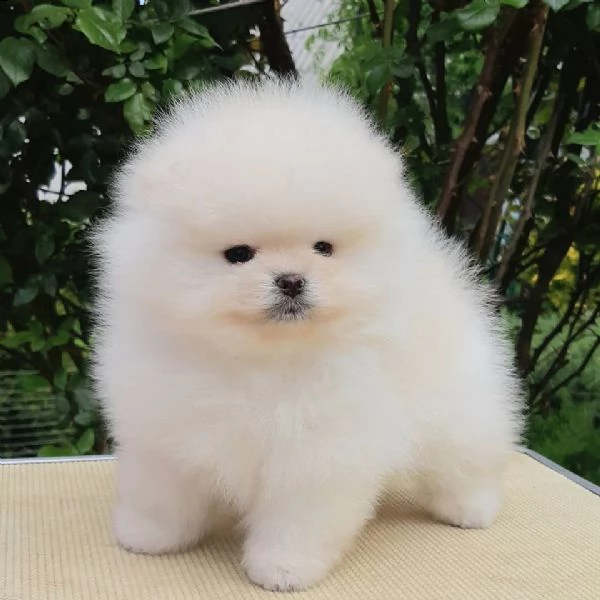 disponibile bellissimo cucciolo volpini pomerania
