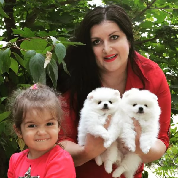 disponibile bellissimo cucciolo volpini pomerania | Foto 2