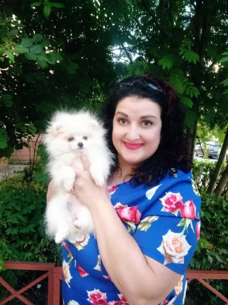 disponibile bellissimo cucciolo volpini pomerania | Foto 1