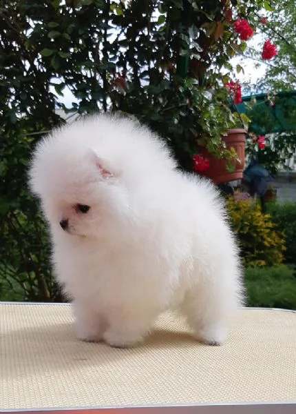 disponibile bellissimo cucciolo volpini pomerania | Foto 0