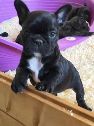 regalo bulldog francese