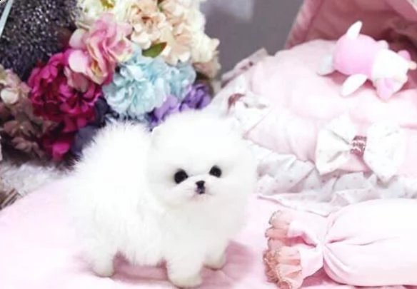 volpini spitz pomerania toy