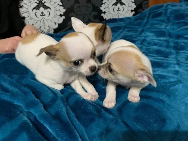 chihuahua bellissimi toy