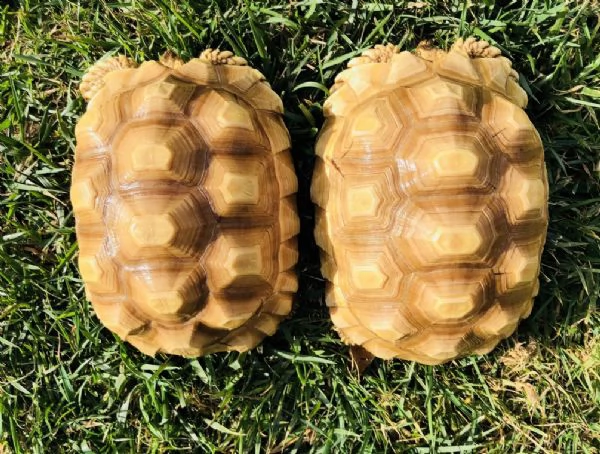 xxxxxx coppia di albino tartaruga sulcata xxxxx