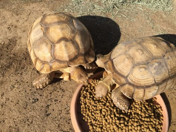 ######coppia di albino tartaruga sulcata###### | Foto 0