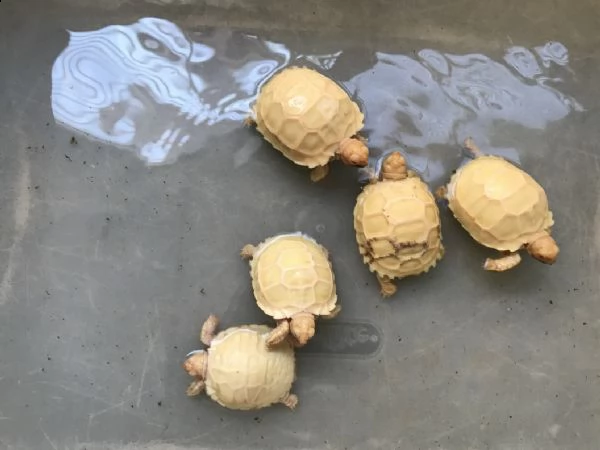 ######coppia di albino tartaruga sulcata######