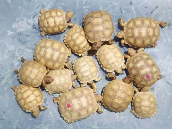 ##coppia di albino tartaruga sulcata##