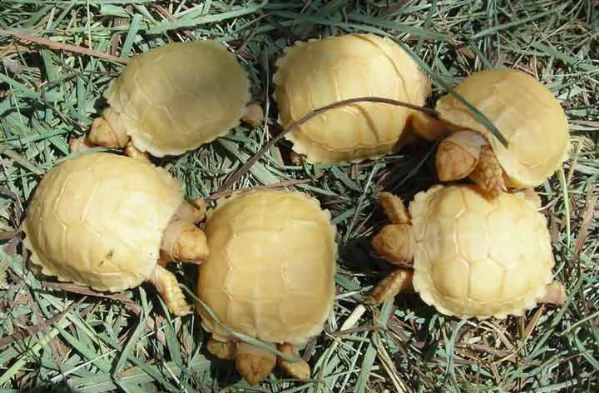 [at][at]coppia di albino tartaruga sulcata[at][at]