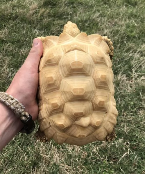 [at][at]coppia di albino tartaruga sulcata[at][at] | Foto 0