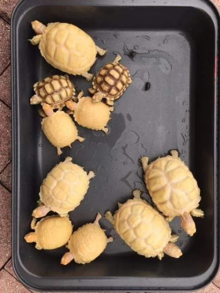 	####di albino tartaruga sulcata####