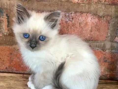 sacro di birmania di 75 giorni | Foto 5