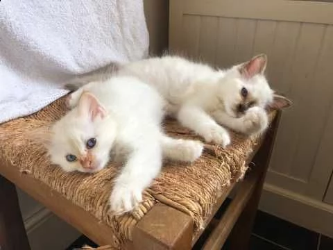 sacro di birmania di 75 giorni