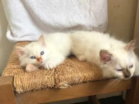 sacro di birmania di 75 giorni | Foto 4